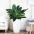 金钻-盆栽室内客厅中型盆景植物 吸甲醛 四季常青 盆栽 绿植花卉