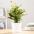 如意皇后1-小植物盆栽室内吸甲醛净化空气办公桌面观叶植物四季常青好养