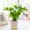 小春雨-小植物盆栽室内吸甲醛净化空气办公桌面观叶植物四季常青好养