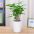 小绿宝-小植物盆栽室内吸甲醛净化空气办公桌面观叶植物四季常青好养