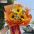 【沐浴阳光】向日葵毕业花束送祝福生日鲜花颁奖鲜花活动团购订花